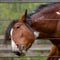 Brown Horse Peeking Head Through Fence