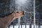 Brown horse portrait, walk on the paddock