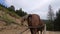 Brown horse pulling wooden cart. POV. Back view.