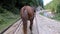 Brown horse pulling wooden cart. POV. Back view.