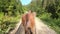 Brown horse pulling wooden cart. POV. Back view.