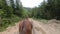 Brown horse pulling wooden cart. POV. Back view.