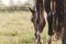 A brown horse with raindrops running down on fur. A horse standing in a green pasture during a downpour rain