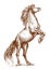 Brown horse rearing on hind hoof sketch portrait