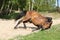 Brown horse rolling in the sand in hot summer