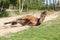 Brown horse rolling in the sand in hot summer