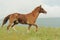 Brown horse run trotted on green meadow in summer day