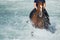 Brown horse running in the ocean