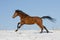 Brown horse running through snowy meadow