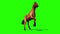 Brown Horse Runs Loop Animals Green Screen 3D Rendering Animation
