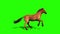 Brown Horse Runs Loop Animals Green Screen Side 3D Rendering Animation