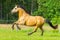 Brown horse runs over a green willow
