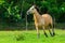 Brown horse runs over a green willow