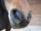 brown horse's nostrils close-up. Big nose with nostrils