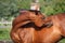 Brown horse scratching itself on the pasture