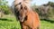 Brown horse shetland mini litle