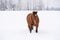 Brown horse on snow covered country, trees in background, overcast sky, view from front