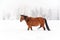 Brown horse on snow covered field, overcast morning, blurred trees in background