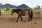 Brown horse at the stables in the mountains.