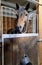 A brown horse in a stall.