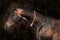 Brown horse stallion portrait