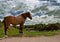 Brown horse is standing on the grass on the banks of the river amid a cloud of sky
