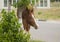 Brown horse standing next to a tree and bush