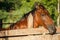 Brown Horse Standing on Prairie