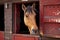 Brown horse standing in the stable with head looking out the door