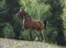 Brown horse stands on the field