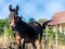 Brown horse staring and eating dry grass