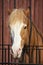 Brown horse stuck her head into the fence.