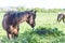 Brown horse on summer sunny grassland