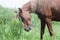 Brown horse upset in green farm grass field