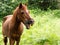 A brown horse with vegetation in the backgroun whinnying