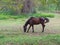 Brown horse walk around and eating some fresh grass