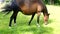 A brown horse walking on grass