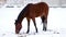 Brown horse walking and pasturing in an open paddock in winter
