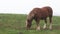 Brown horse walks across the field in a village against the background of old houses. A horse grazes on a green field with wildflo