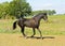 brown horse walks in a field on the sky background