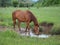 Brown Horse Watering on Green Meadow