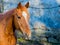 brown horse with white bald spot