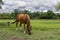 Brown Horse with White Blaze Grazing in a Ranch Pasture