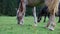 Brown horse with white hair stand, grazing, eating grass on meadow, low angle