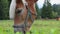 Brown horse with white hair stands, close up footage, grazing on meadow,