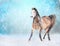 Brown horse with white head runs trot in winter snowy
