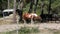 Brown horse white mane at ranch