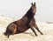 Brown horse on white sand on a background of pale gray sky