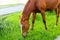 A brown horse with a white stripe in the face eats grass