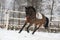 Brown horse working on the lunge